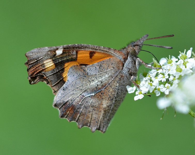 Libythea celtis